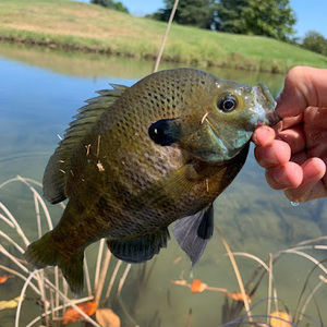 Meet your Posher, Ethan